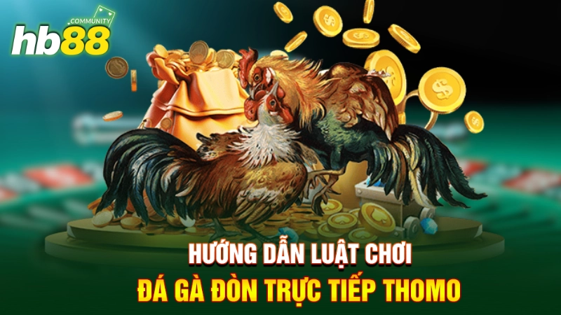 Đá Gà Đòn Thomo - Nét Đẹp Của Đá Gà Truyền Thống 2 Hướng dẫn luật chơi đá gà đòn trực tiếp Thomo